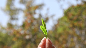 有关于深耕匠心做好茶 “华茗杯”多款江西茶榜上有名！的热门新闻(2)