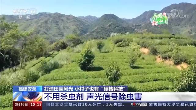 关于央视现场连线安溪,介绍茶园病虫害生物防治等“硬核科技”的最新资讯(1)
