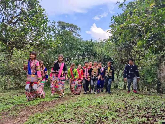 有关于勐海贺开：遇见最美茶园，230余万株古茶树备受“呵护”的最新资讯(1)