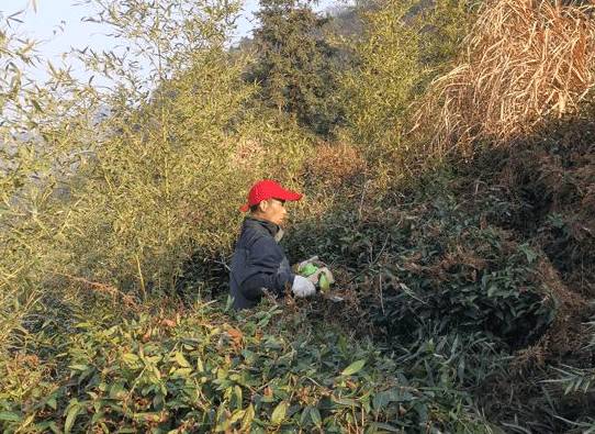 有关于庐山云雾雾根茶园：坚持人工打理保持生态平衡的最新消息(1)