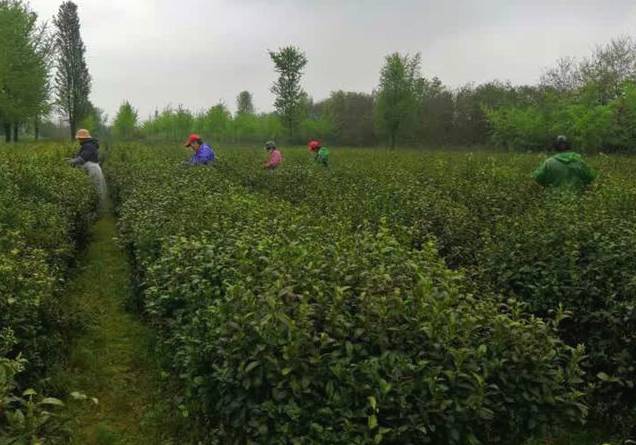 有关于扬州凤凰山：百亩茶园春茶香 村民“采”出幸福路的消息