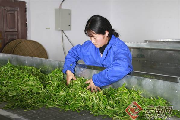 有关于红河八角村500余亩茶叶进入采摘旺季 助农增收的信息(1)