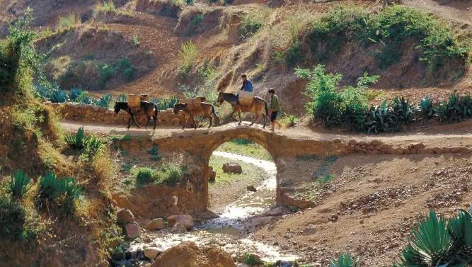 关于墨江米地贡茶春茶头采,933克鲜叶拍出23万元!的最新消息(7)