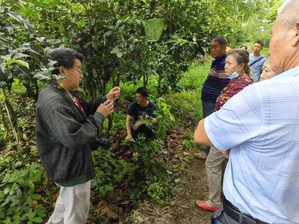 有关于茶叶所专家为茶区群众产业发展提供科技服务的资讯(1)