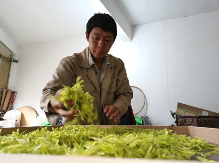 关于余庆县多地茶园抢抓晴好天气  忙着采摘最后一波明前茶的消息(1)