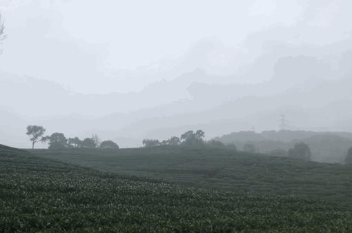 有关于除了龙井，杭州还有这些茶园的茶叶和美景让人陶醉!的热门资讯