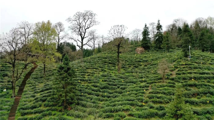 关于祁门红茶提前进入采摘 产量价格均有上浮的热门消息(3)