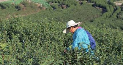 关于阳春三月，2021年的早春茶部分地区开始迎来了采摘的最新信息(8)