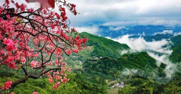 有关于片片茶叶成脱贫致富“金叶” 美丽茶村香飘振兴路的热门信息