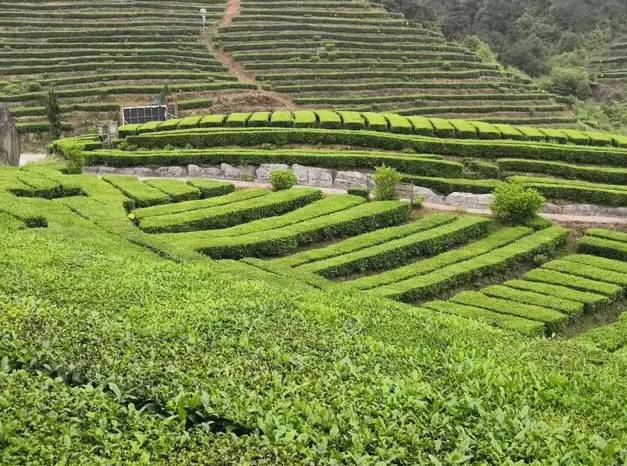 有关于温州泰顺县局:税惠春风巧助农,吹起新茶“三杯香”的消息