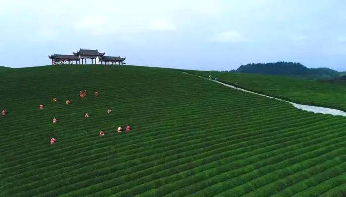关于茶香飘万里！这片小小的叶子，让世界认识了铜仁的最新资讯(1)