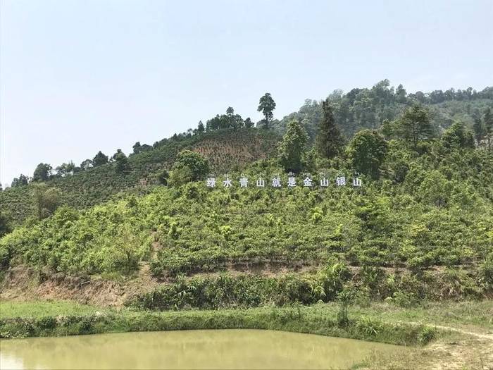 关于勐海县布朗山乡：守住绿水青山，才能有好茶山的热门信息(9)