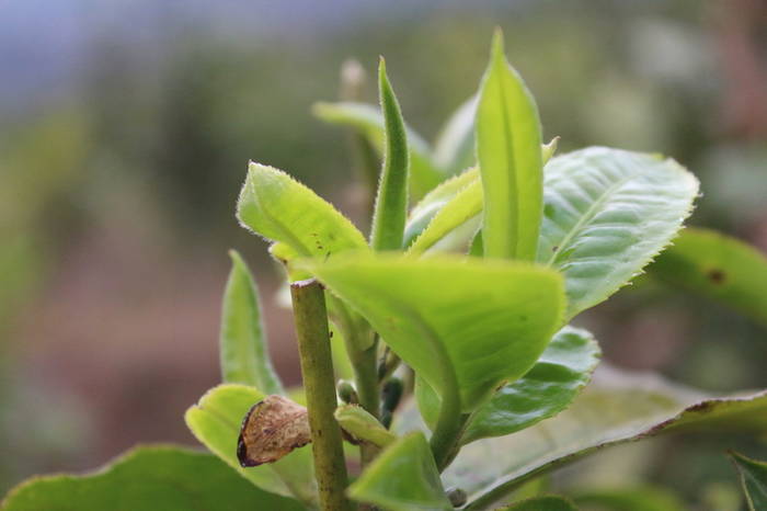 有关于普洱春茶发芽简报：大雪山豆腐寨茶园发芽情况的热门信息(3)