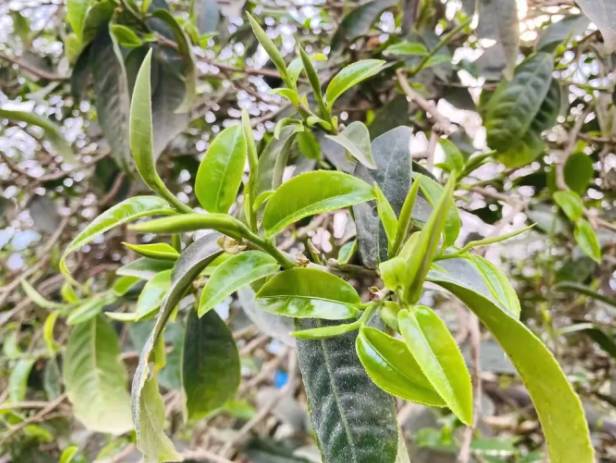 有关于临沧春茶简报:又是一年采茶季 茶农忙采春茶的热门新闻(2)