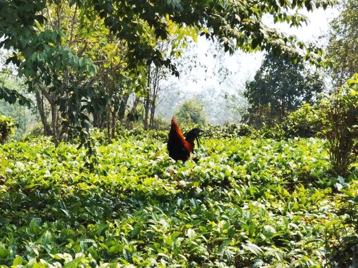 有关于西盟茶园“好帮手” 茶农吃上绿色“生态饭”的热门消息