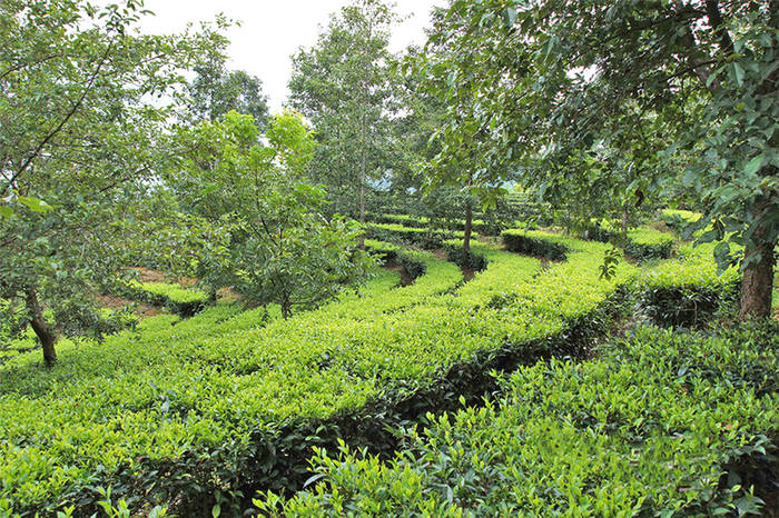 关于云南昌宁:一组数字,解开茶业腾飞“密码本”的信息(6)