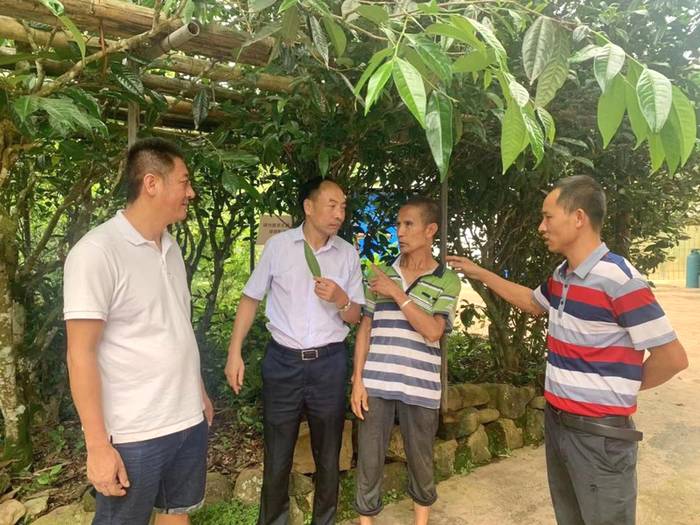 关于省人大常委会副主任李培考察西双版纳古树茶保护工作侧记的资讯(4)