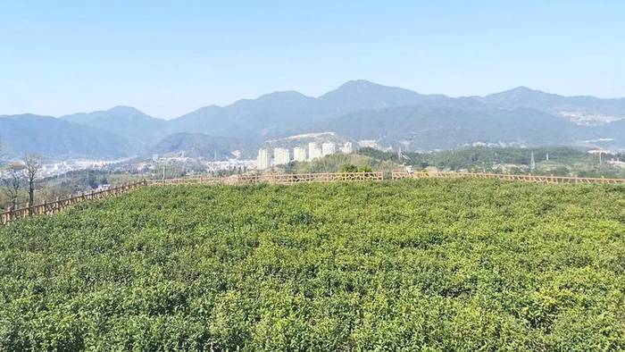 有关于泰顺：做大做优茶文化公园 提升市民幸福感的最新信息(2)