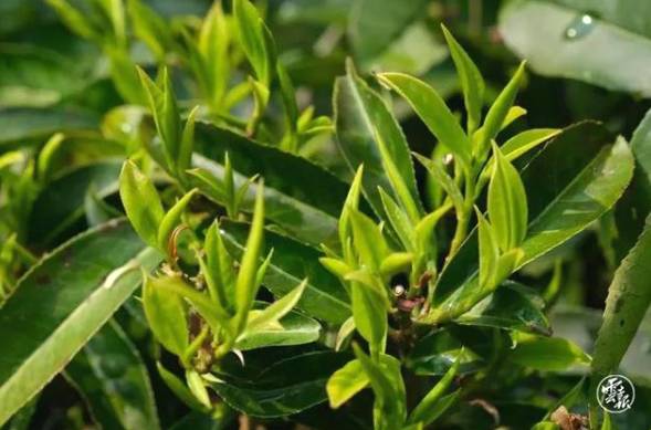 有关于云南各地春茶开采 一片茶叶成就一个绿色产业的最新信息(23)