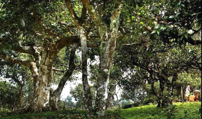 有关于勐海贺开：遇见最美茶园，230余万株古茶树备受“呵护”的最新资讯(3)