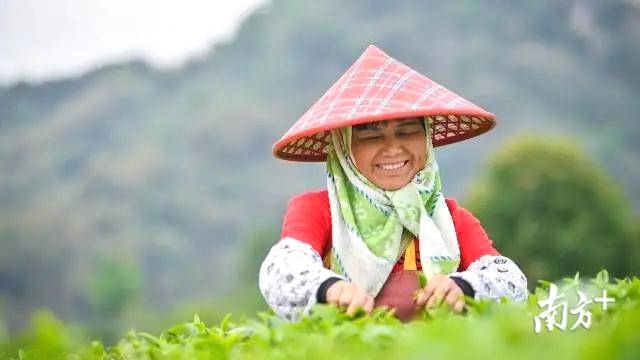 有关于春茶品“鲜”正当时，英德红茶四月初将全面开采的消息(1)