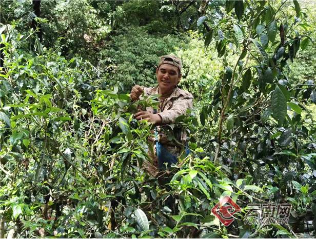 关于南糯山半坡老寨：寨因茶而兴、民因茶而富的热门消息