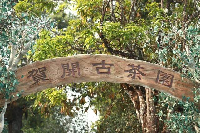 有关于当古茶之王遇上皮卡之王，长城皮卡助力勐海古树茶开采的信息(4)