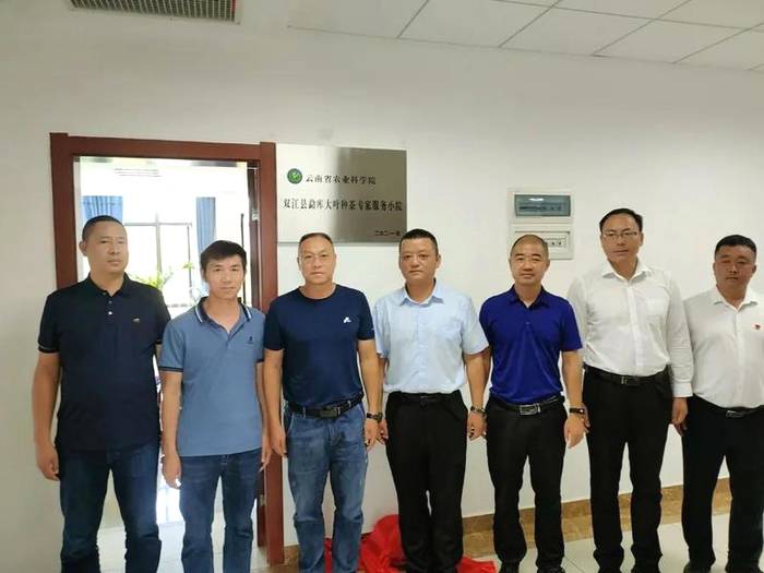 关于省农业科学院勐库大叶种茶科技服务小院正式落地我县的热门新闻