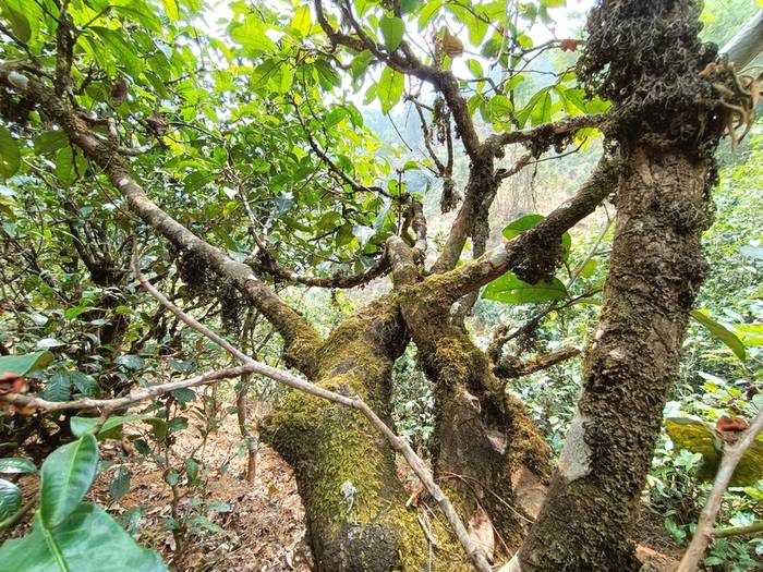 有关于普洱古树春茶发芽简报：大户赛茶园发芽良好，过几天就可以采摘了的热门新闻(7)
