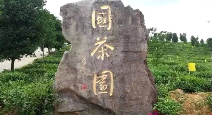 有关于悠悠湄坨情 浓浓国茶香——湄坨村的茶叶故事的热门资讯(3)