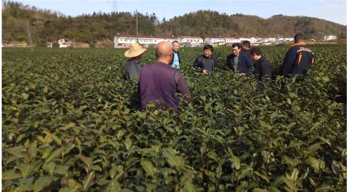 有关于安徽霍山县“倒春寒”茶叶受冻 技术员深入一线护航春茶采摘的消息(1)