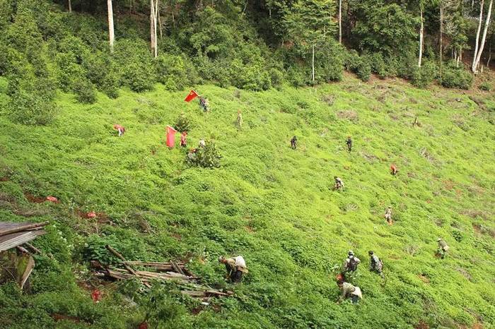 有关于勐海县打击种茶毁林行为 坚决守好绿色“家底”的热门信息(4)