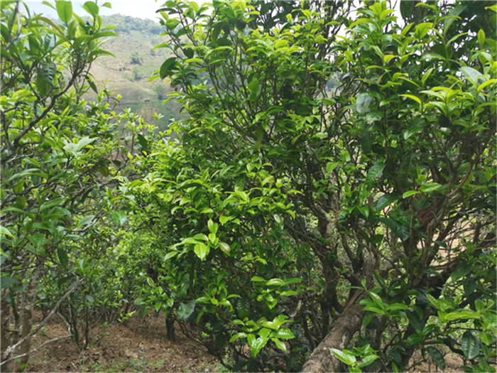 关于一周速读丨茶叶农产值突破2500亿元、奈雪的茶在港提交招股书、各地春茶抢鲜开采的最新信息