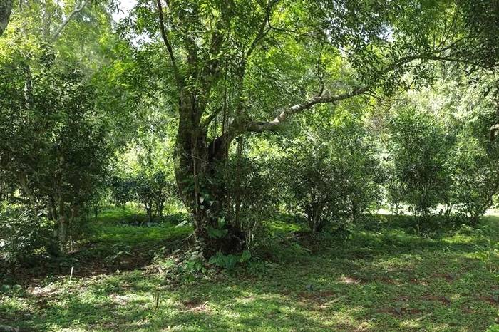 关于以红色血脉助力云南普洱景迈山古茶林申遗“百米冲刺”的热门消息(3)