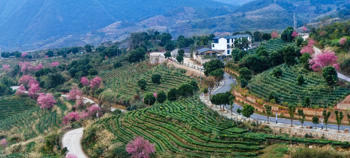 有关于发展茶叶庄园经济与促进产业转型升级的思考及对策的热门信息(1)