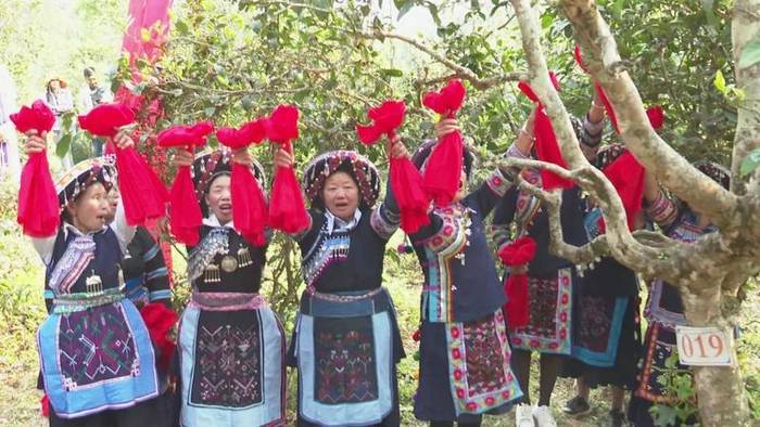 有关于墨江米地古树茶开采 拍卖所得28万元全部捐赠的最新信息(4)