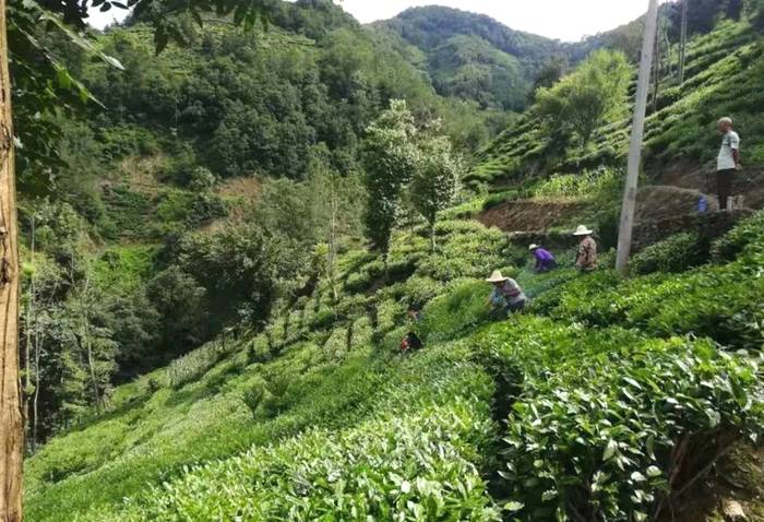 关于紫阳县狠抓夏季茶园管理，强化组织生产延链促增收的新闻(8)