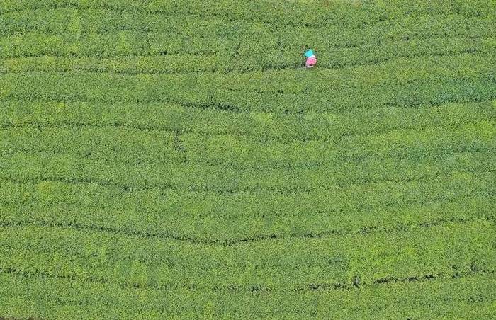 关于新华每日电讯:福鼎白茶茶中黑马,改变万千人生的信息(2)