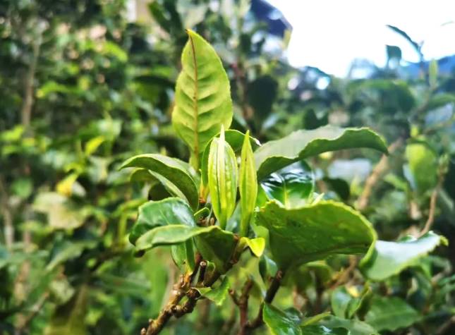 有关于云南双江茶区春茶开秤 不到一个小时完成春茶交易1吨的信息
