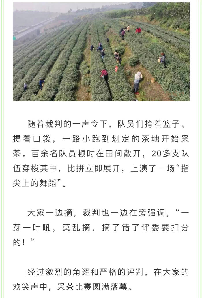 关于夹江​新场镇：植树植出新希望 采茶助力农民增收的资讯(4)