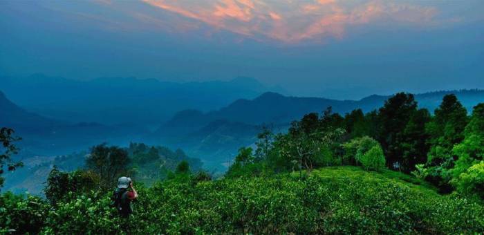 有关于一周热门：史上最严厉整顿，云南西双版纳种茶毁林整治显成效、春茶购买秘籍、柑普茶品饮关键点你知道吗？的热门资讯(6)