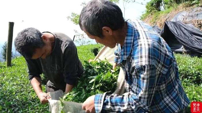 关于去年总产值2.4亿元！江口抹茶产业发展势头正旺的信息(1)