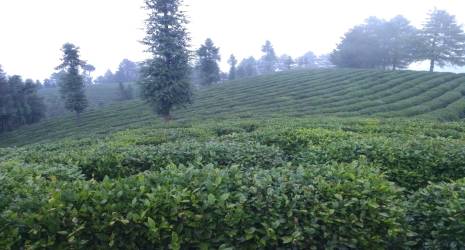 关于百年党旗红 万顷茶山青 ——镇巴茶业百年变化图示的资讯(2)