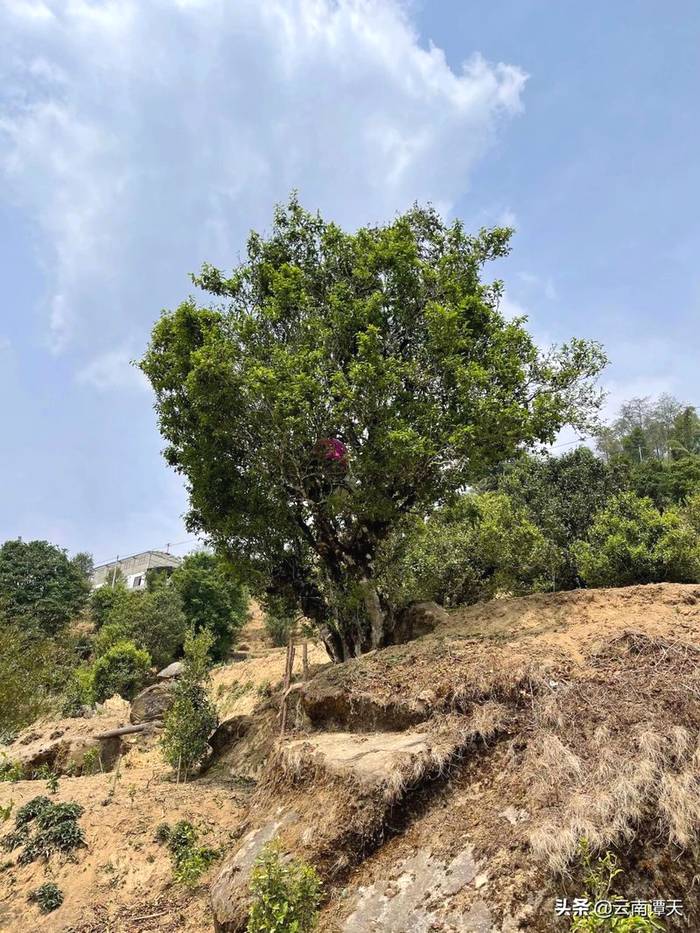 关于中国首家茶树演化自然博物馆在临沧白莺山挂牌的资讯(5)