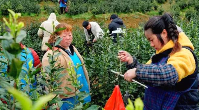 有关于茶园剪影 又是一年采茶季 春色满园盼君来的最新资讯(27)