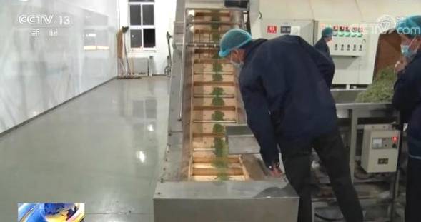 关于全国春茶采摘好时节 茶农忙着采摘新春第一捧新茶的信息(5)