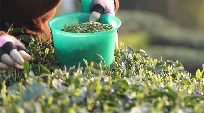 关于习近平察看武夷山春茶长势 1-2月中国茶叶进出口数据 茶产业数字化的热门消息(4)