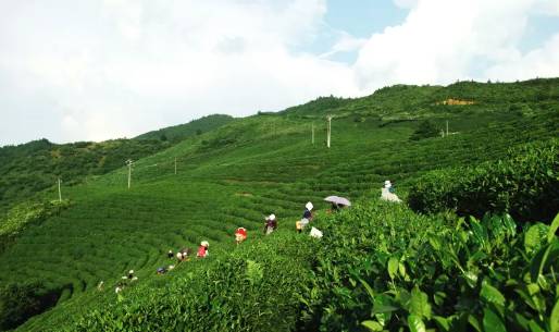 关于雷山县望丰乡三角田村，依托生态好茶 谋划乡村旅游的最新信息