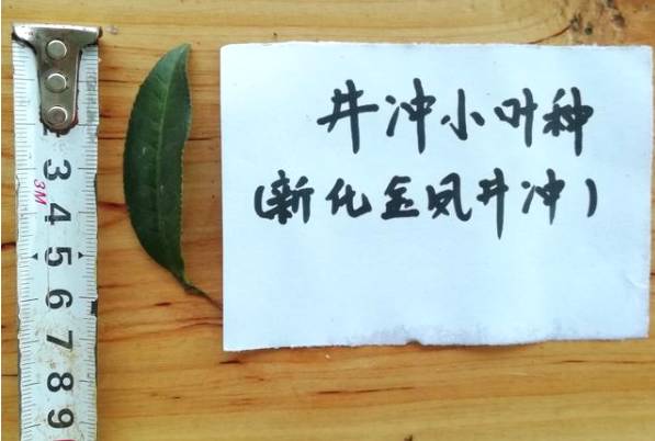 关于新化古茶树：金凤竹林大叶50厘米母树再现的热门资讯(3)