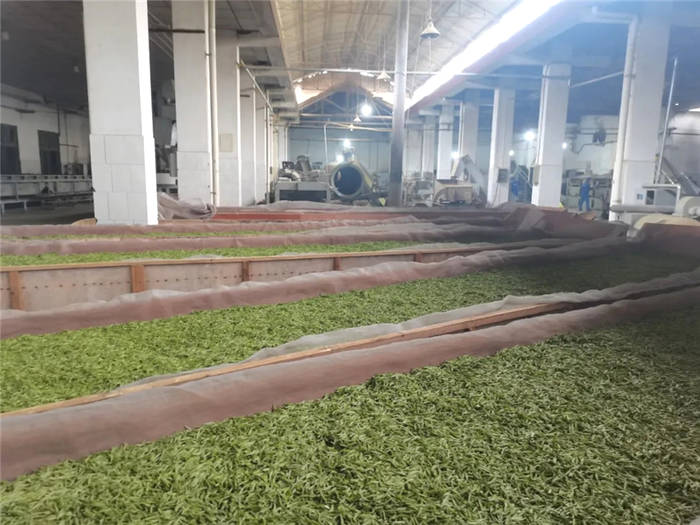 有关于雅安名山:总岗山下茶飘香 前进镇茶企抢抓黄金时节生产名优春茶的新闻